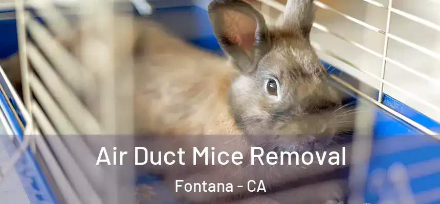 Air Duct Mice Removal Fontana - CA